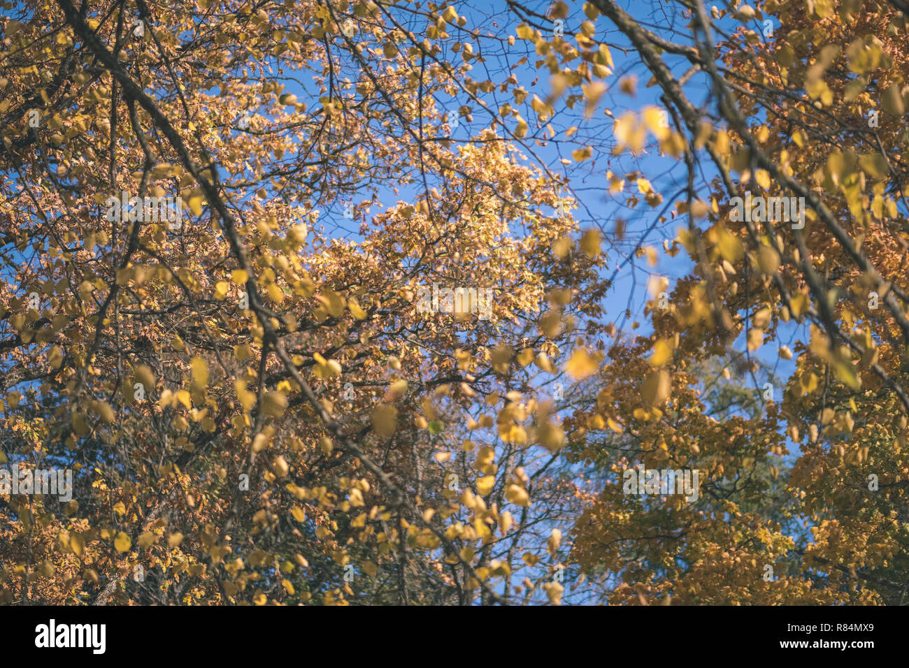 Colored Tree Leaves Lush Pattern In Forest With Branches And