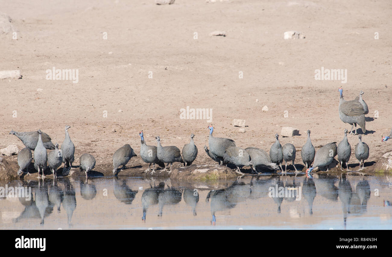Domestic guineafowl hi-res stock photography and images - Alamy