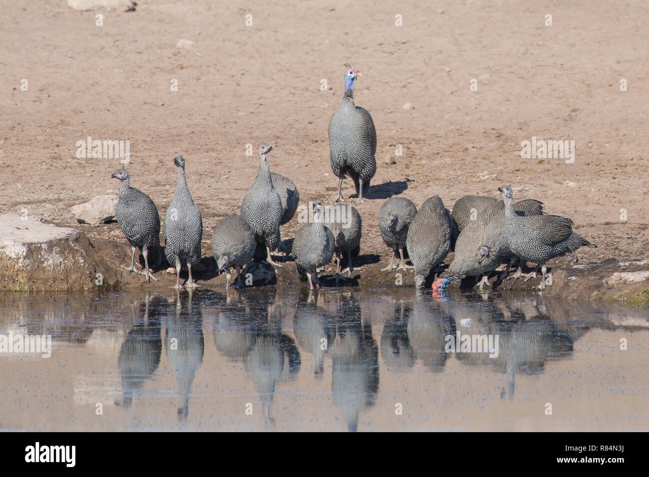Domestic guineafowl hi-res stock photography and images - Alamy