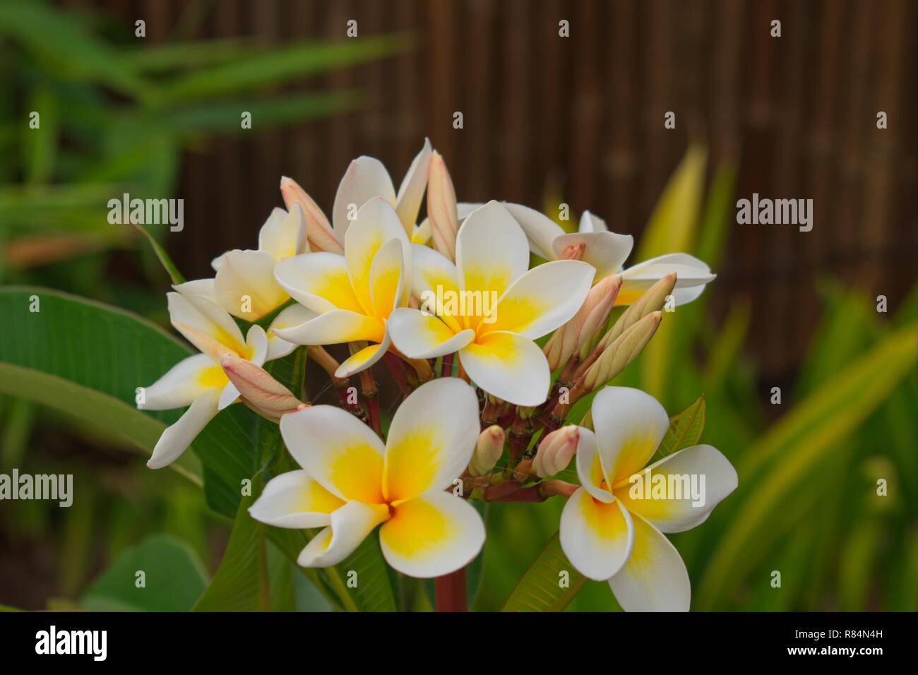 Plumeria flower thailand hires stock photography and images Alamy