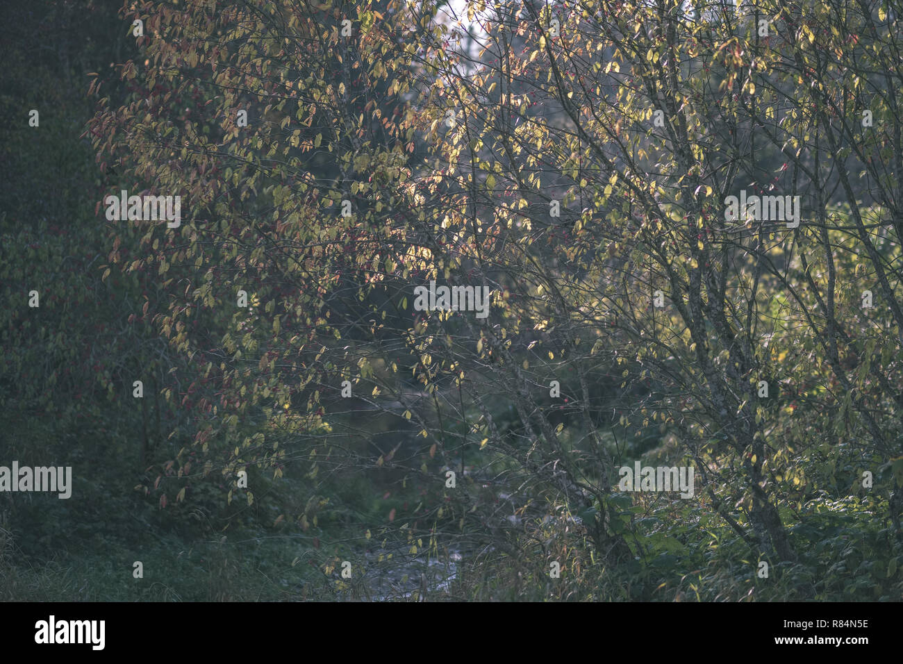 colored tree leaves lush pattern in forest with branches and sunlight ...