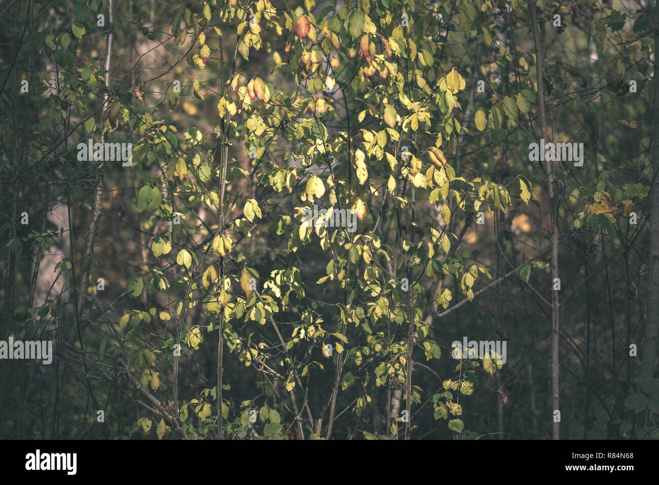 bright yellow colored birch tree leaves and branches in autumn ...