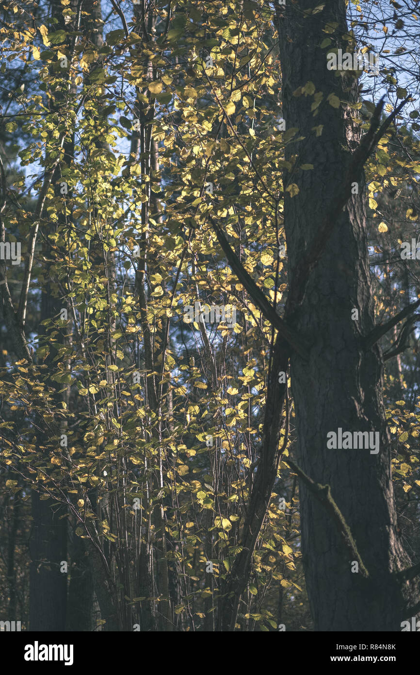 bright yellow colored birch tree leaves and branches in autumn ...