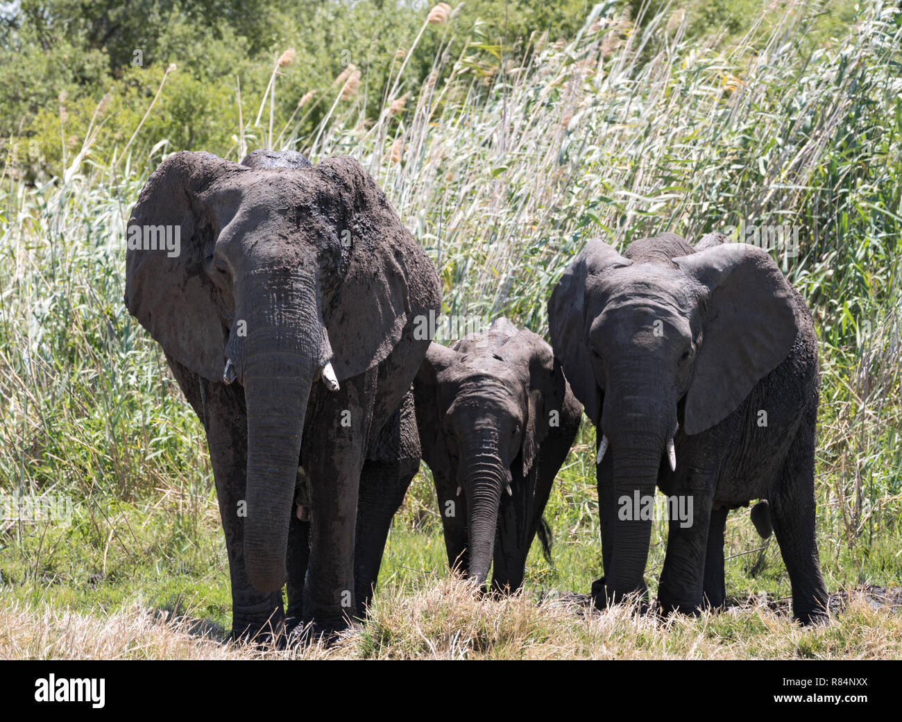 small elephant group in the dry okavango delta, Botswana Stock Photo