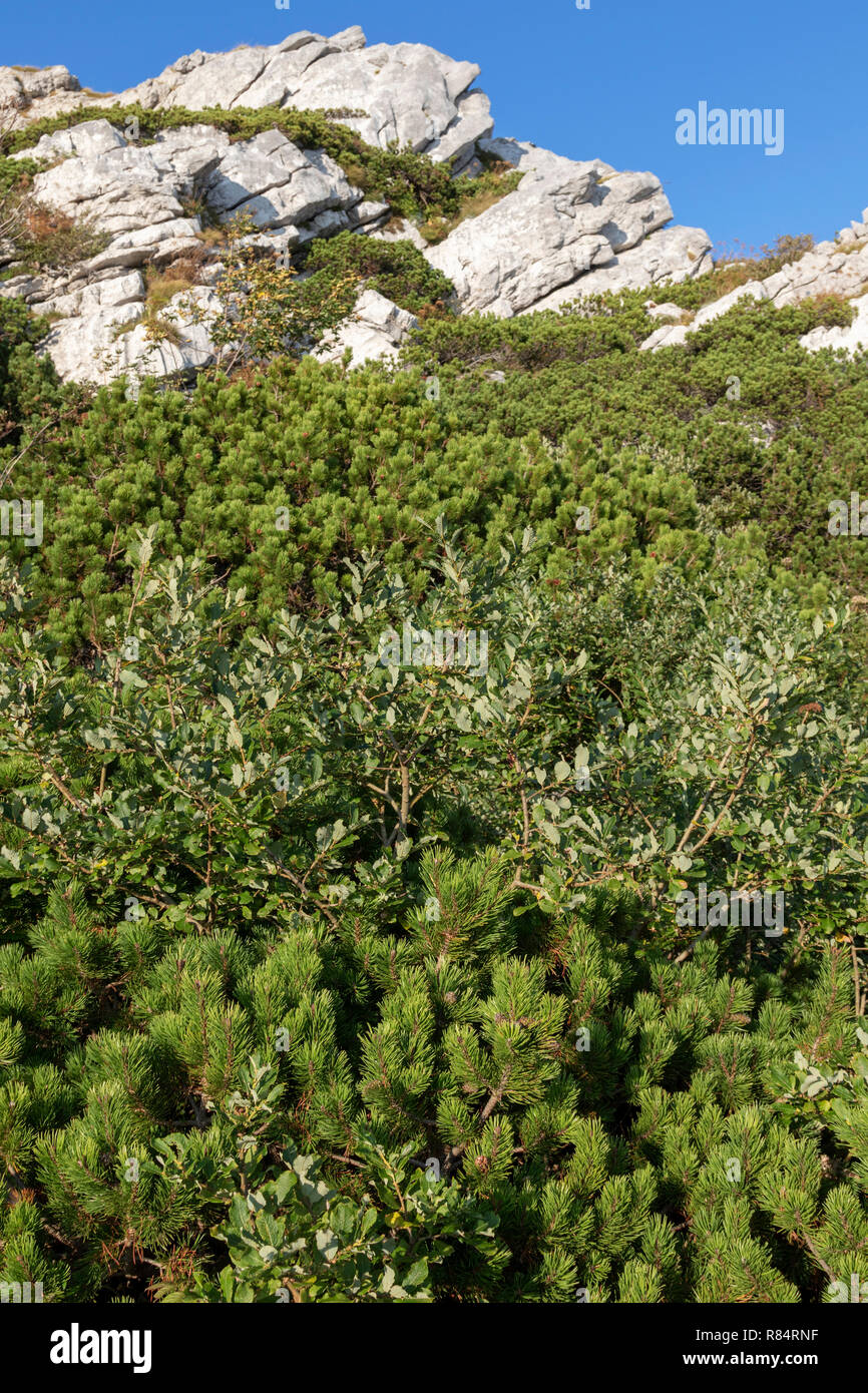 Pinus mugo, known as creeping pine on Risnjak National Park, Croatia Stock Photo