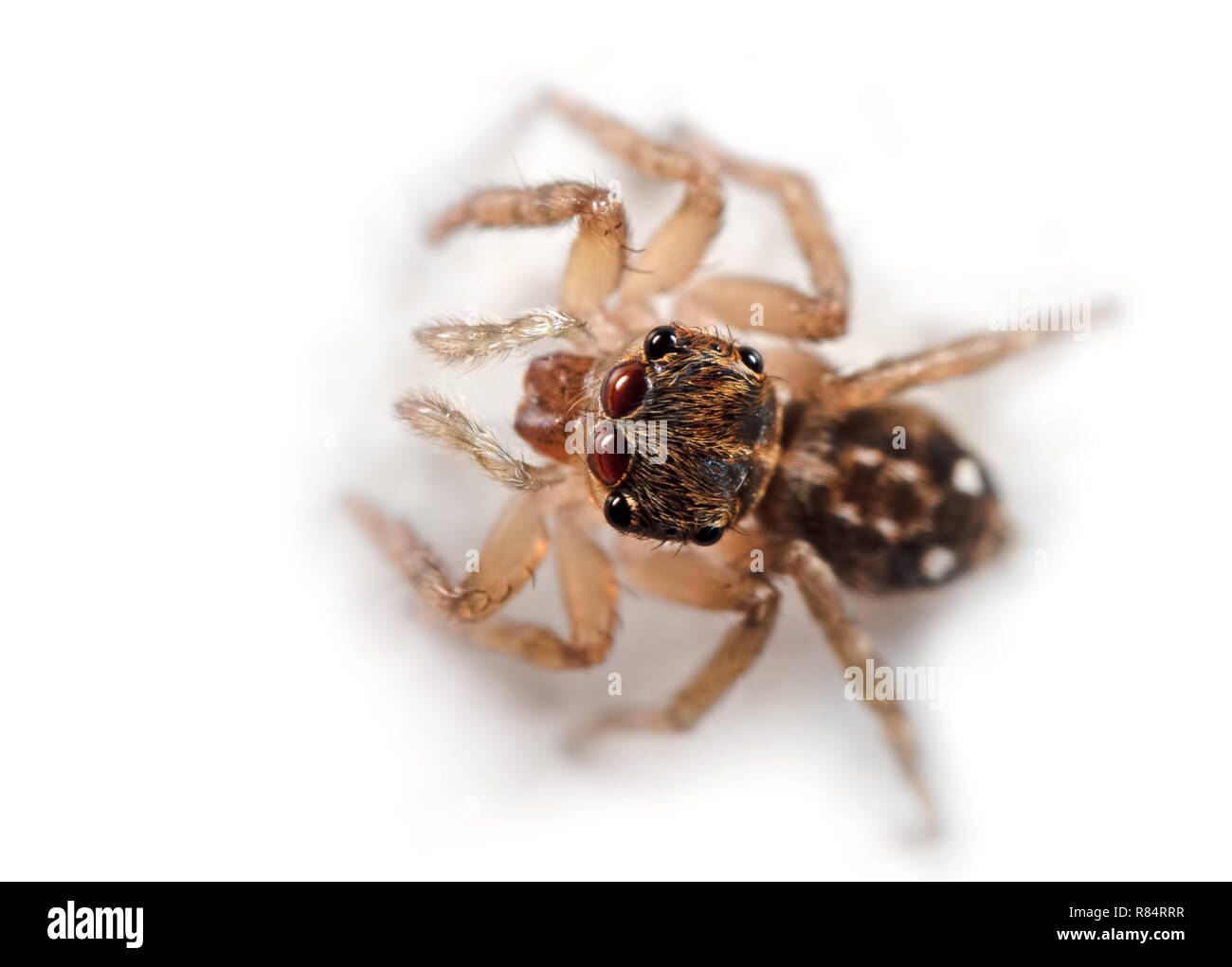 Macro Photography of Jumping Spider Isolated on White Background Stock ...