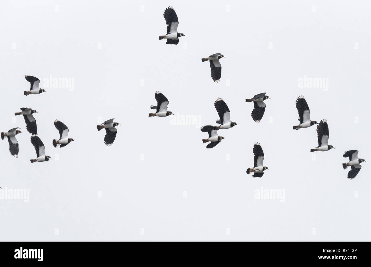 Flock of flying Lapwings (Vanellus vanellus Stock Photo Alamy