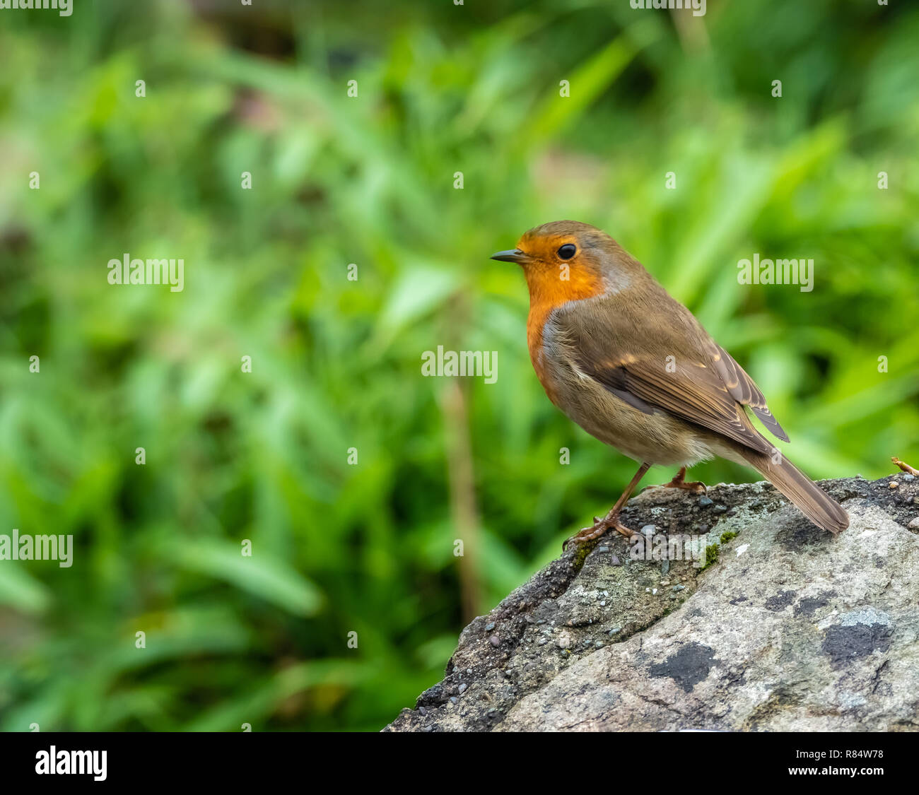 Robin Erithacus Rubecula Close Up Dinis Cottage Meeting Of The