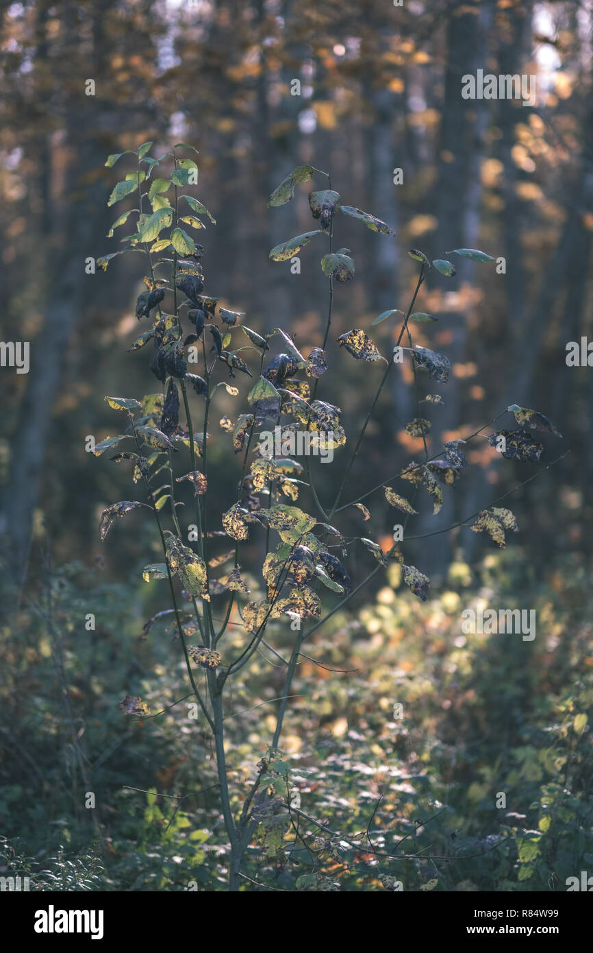 bright yellow colored birch tree leaves and branches in autumn ...