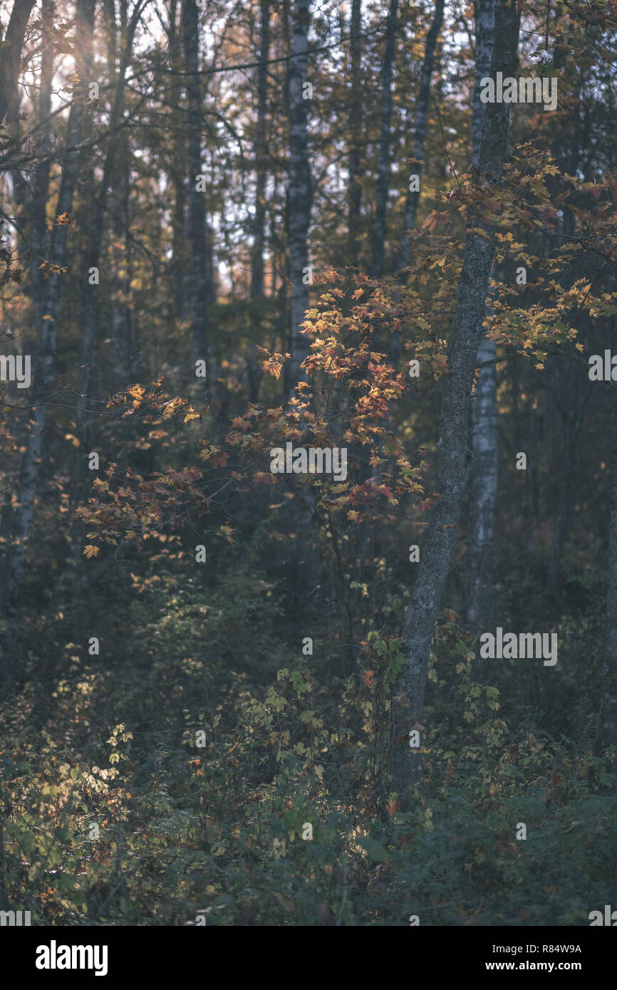 bright yellow colored birch tree leaves and branches in autumn ...