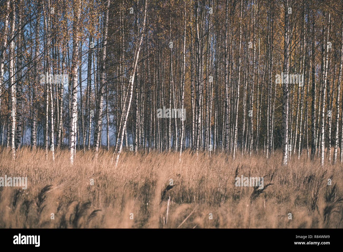 bright yellow colored birch tree leaves and branches in autumn ...