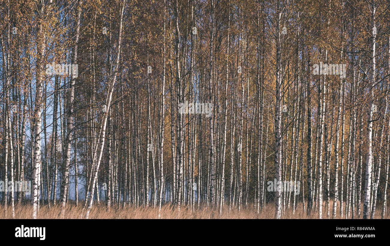 bright yellow colored birch tree leaves and branches in autumn ...