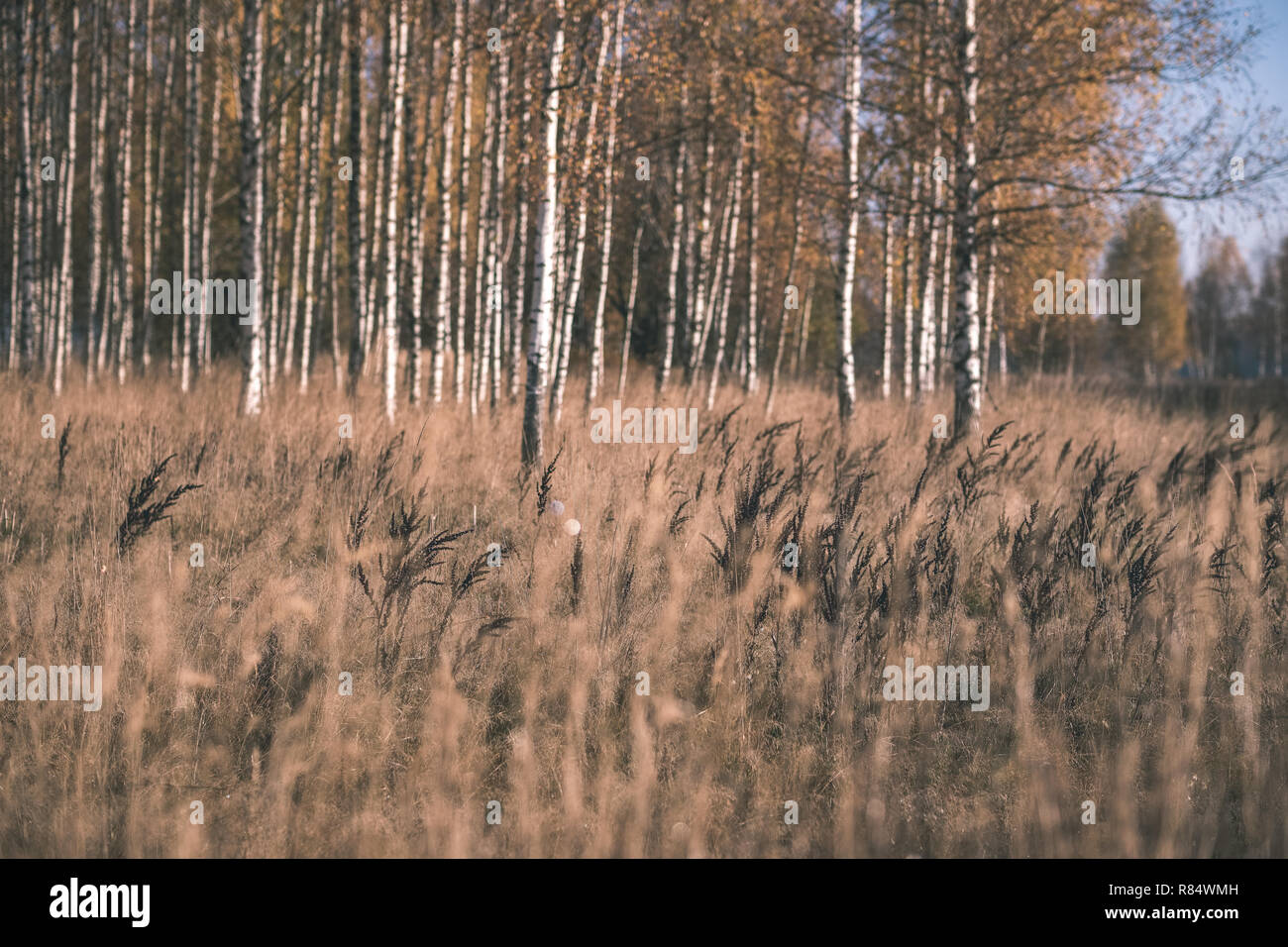 bright yellow colored birch tree leaves and branches in autumn ...