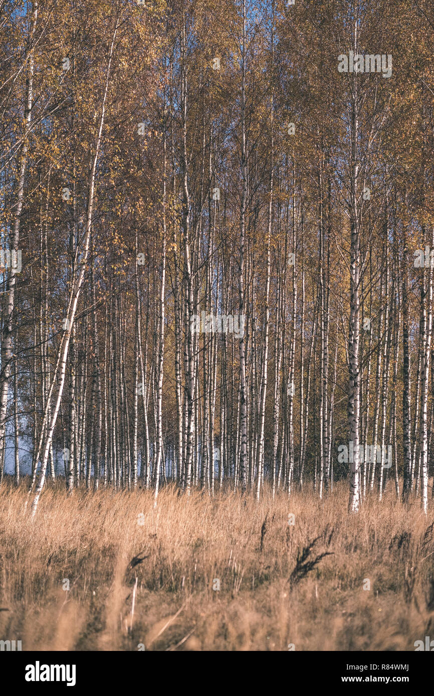 bright yellow colored birch tree leaves and branches in autumn ...