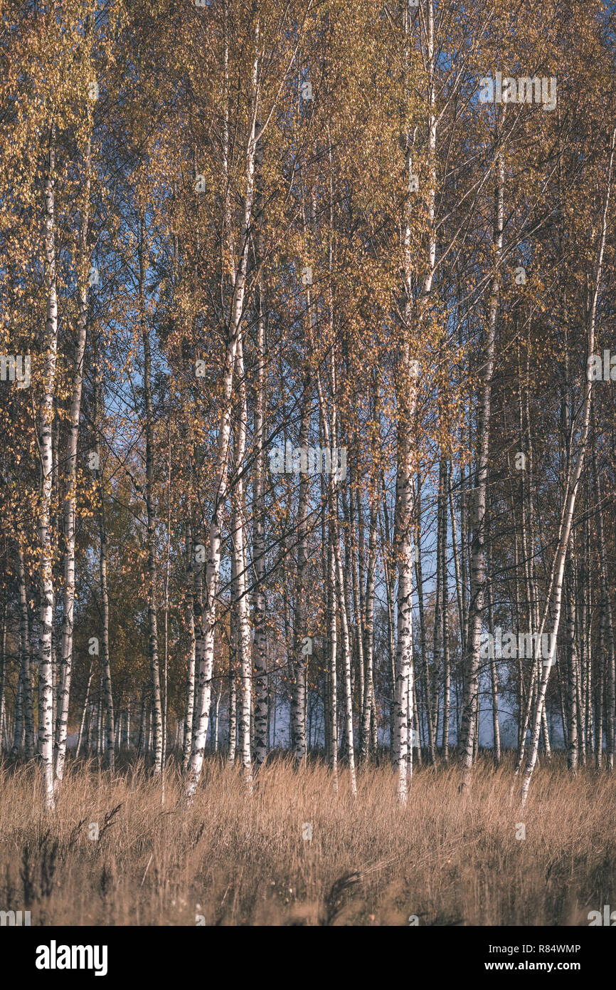 bright yellow colored birch tree leaves and branches in autumn ...