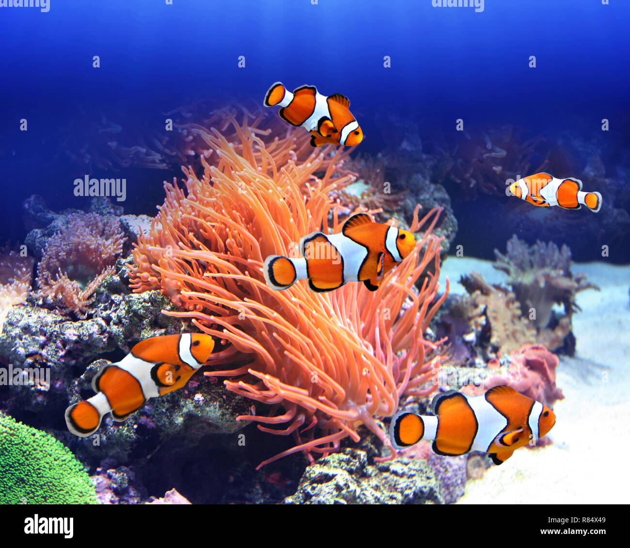 Sea anemone and clown fish in ocean Stock Photo