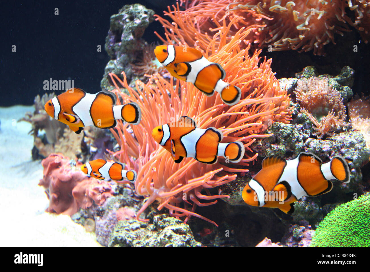 Clownfish In Anemone
