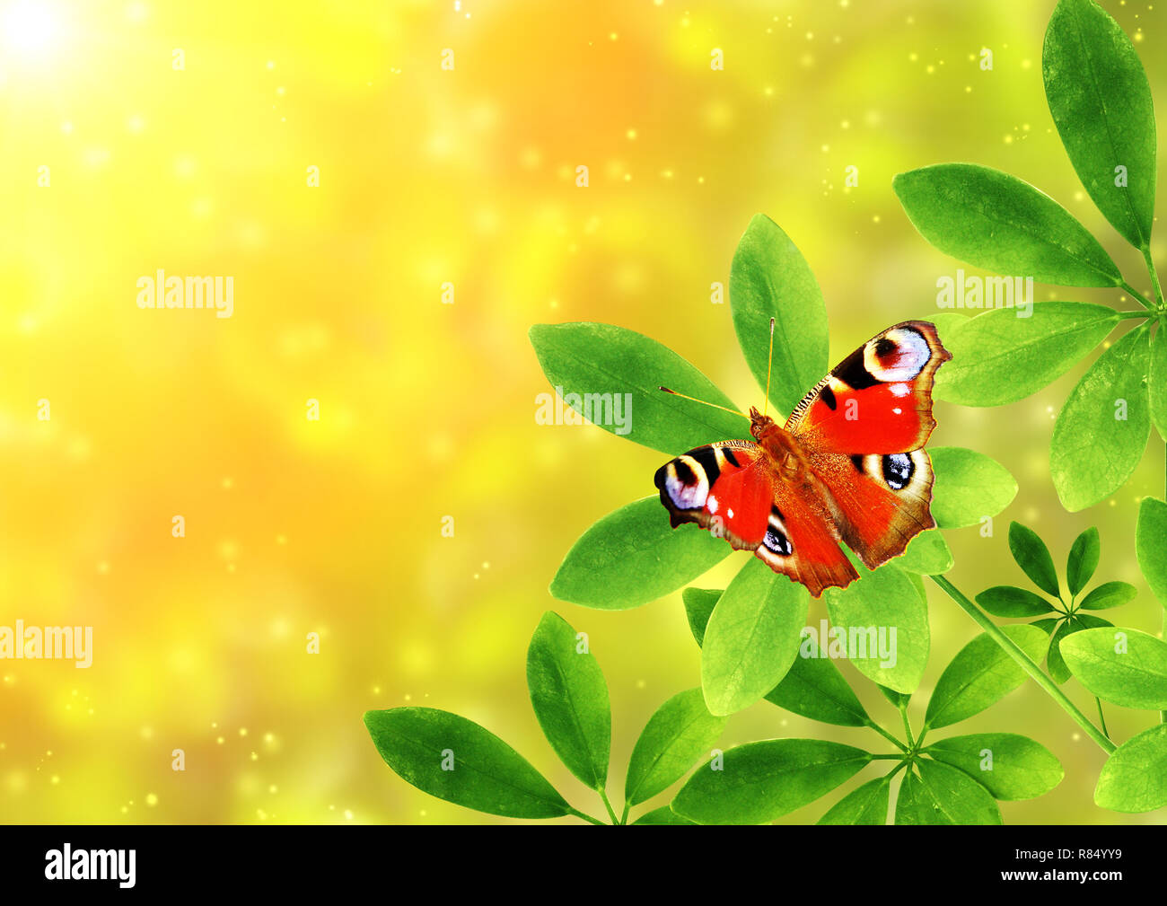 Green leaves and butterfly peacock on sunny background Stock Photo - Alamy