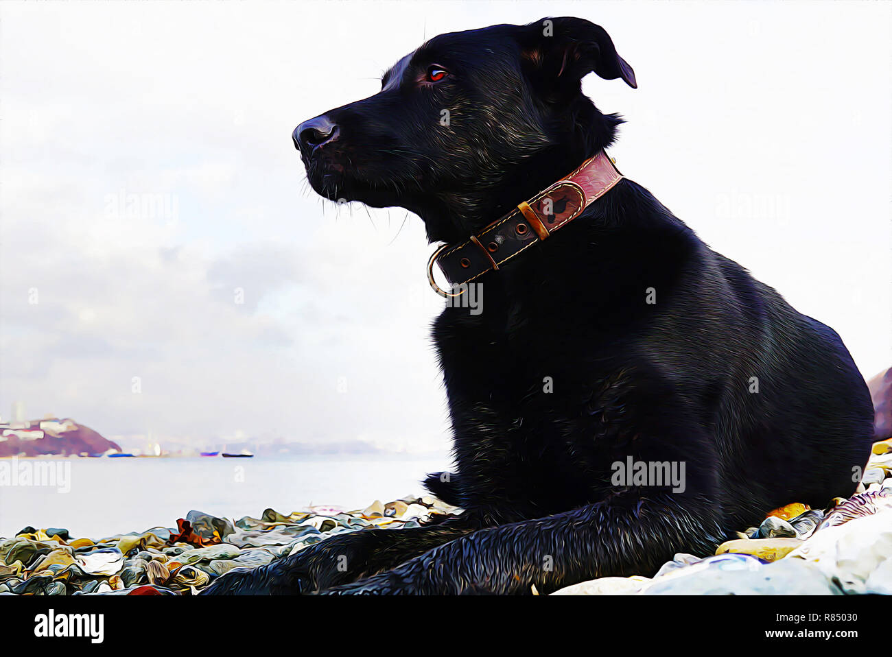 Big dog lies on sea stones and looks thoughtfully towards the sea. Far East of Russia, Vladivostok. oil painting picture Stock Photo