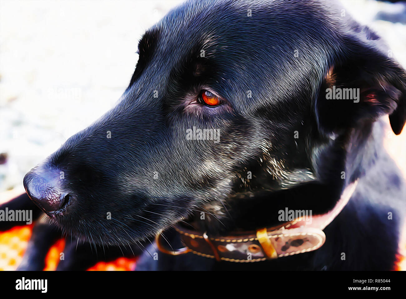 Black big dog lying and resting, portrait close-up with bright brown eyes. The dog looks thoughtfully into the distance. Portrait of black brooding do Stock Photo