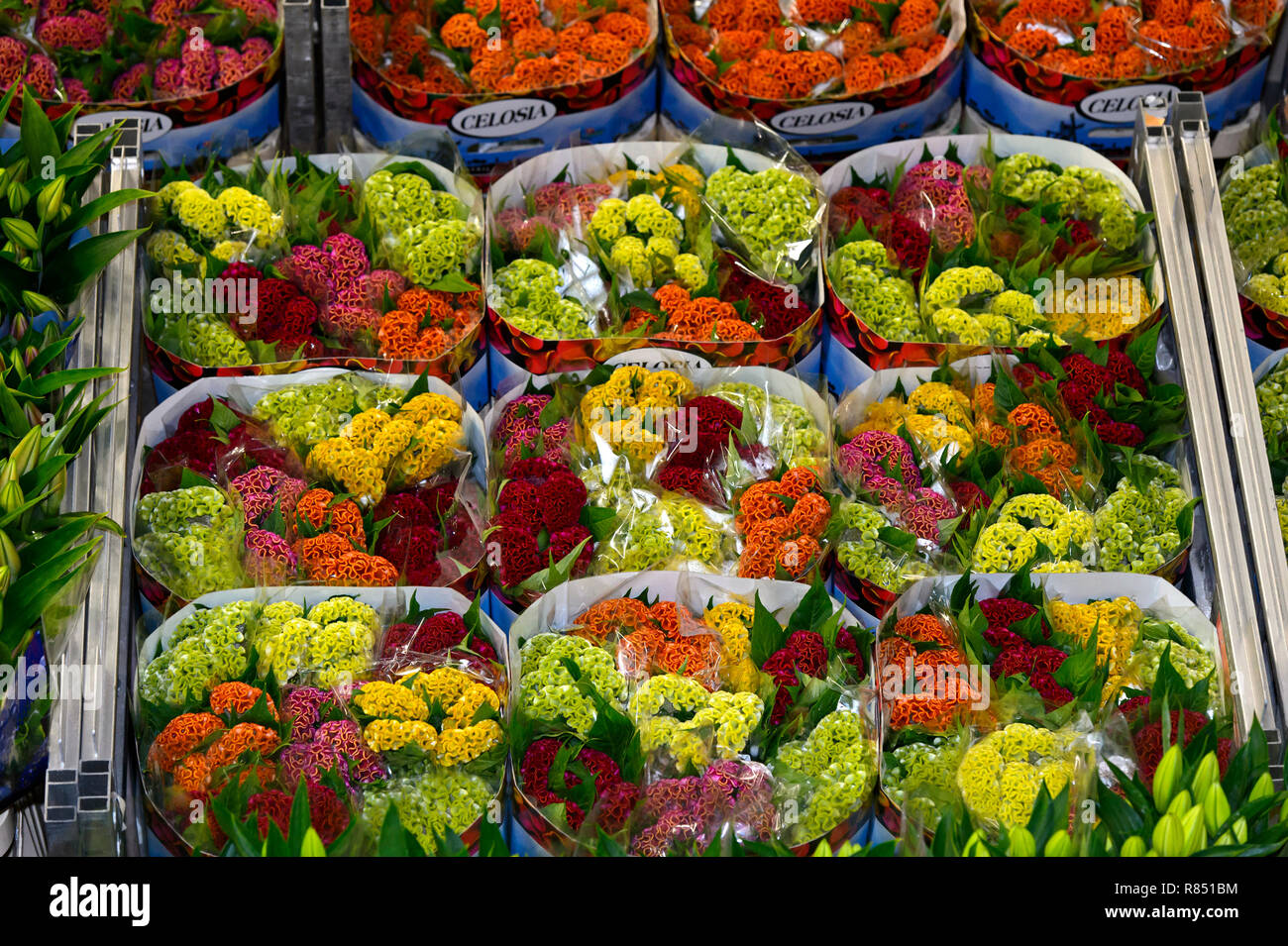 Netherlands, Aalsmeer: batches of plants in a warehouse for the flower auction sale, Royal FloraHolland. bunches of flowers, bouquets Stock Photo