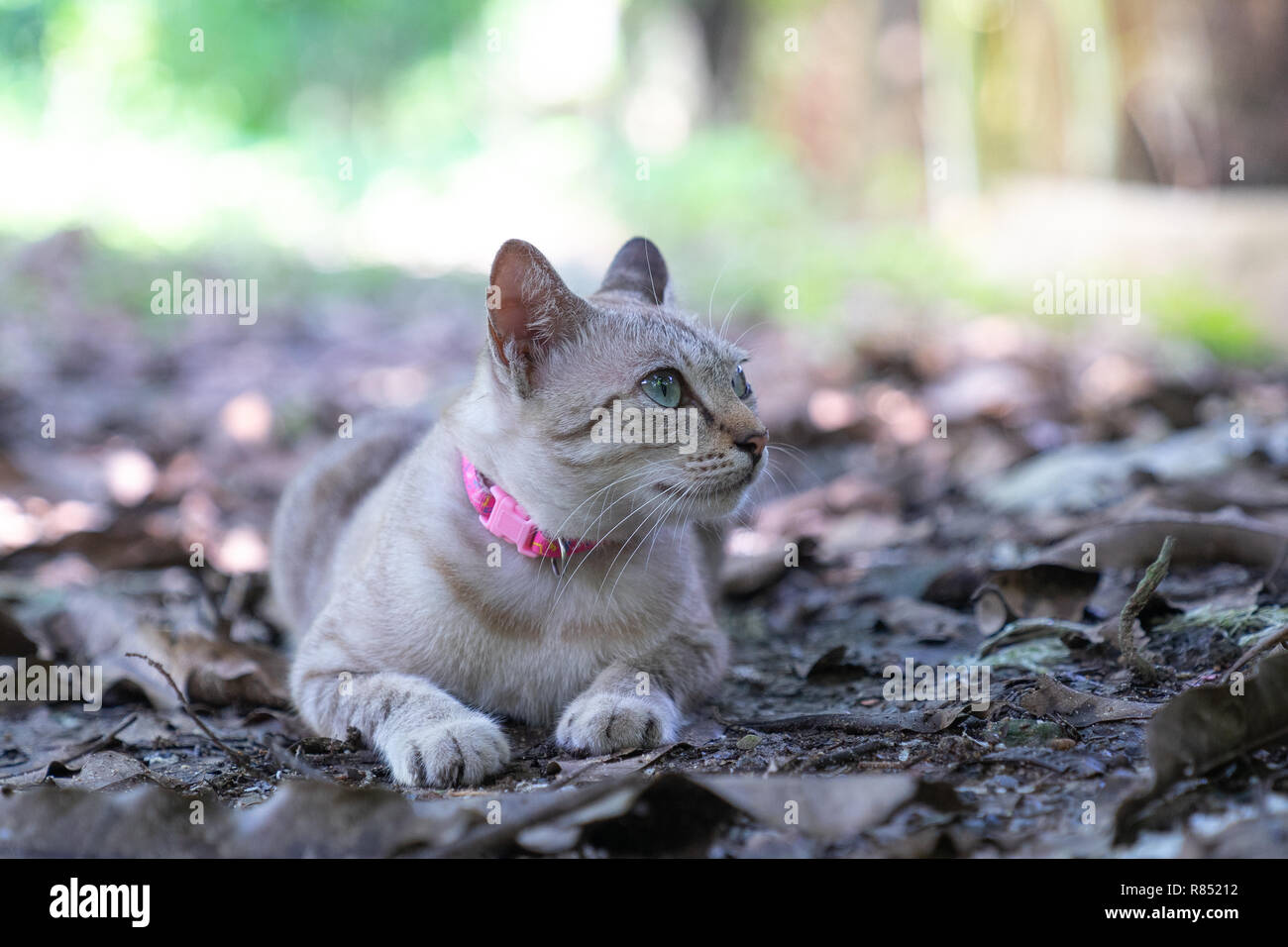 brown cat lying down on dry leaves floor Stock Photo