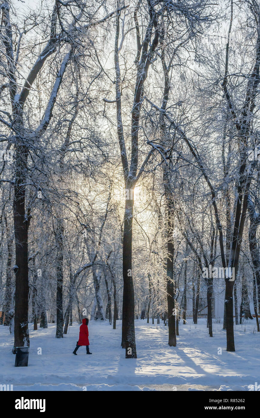Trees in a city park in winter day, Russia Stock Photo - Alamy