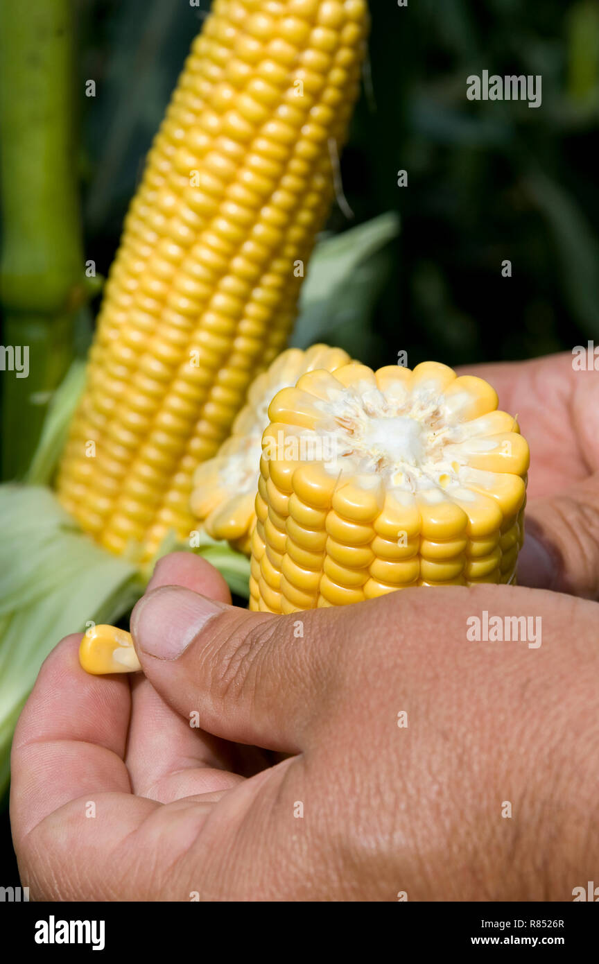 Corn cultivation: farmer checking the ripeness of an ear of corn. Genetically modified maize from south-western France *** Local Caption *** Stock Photo