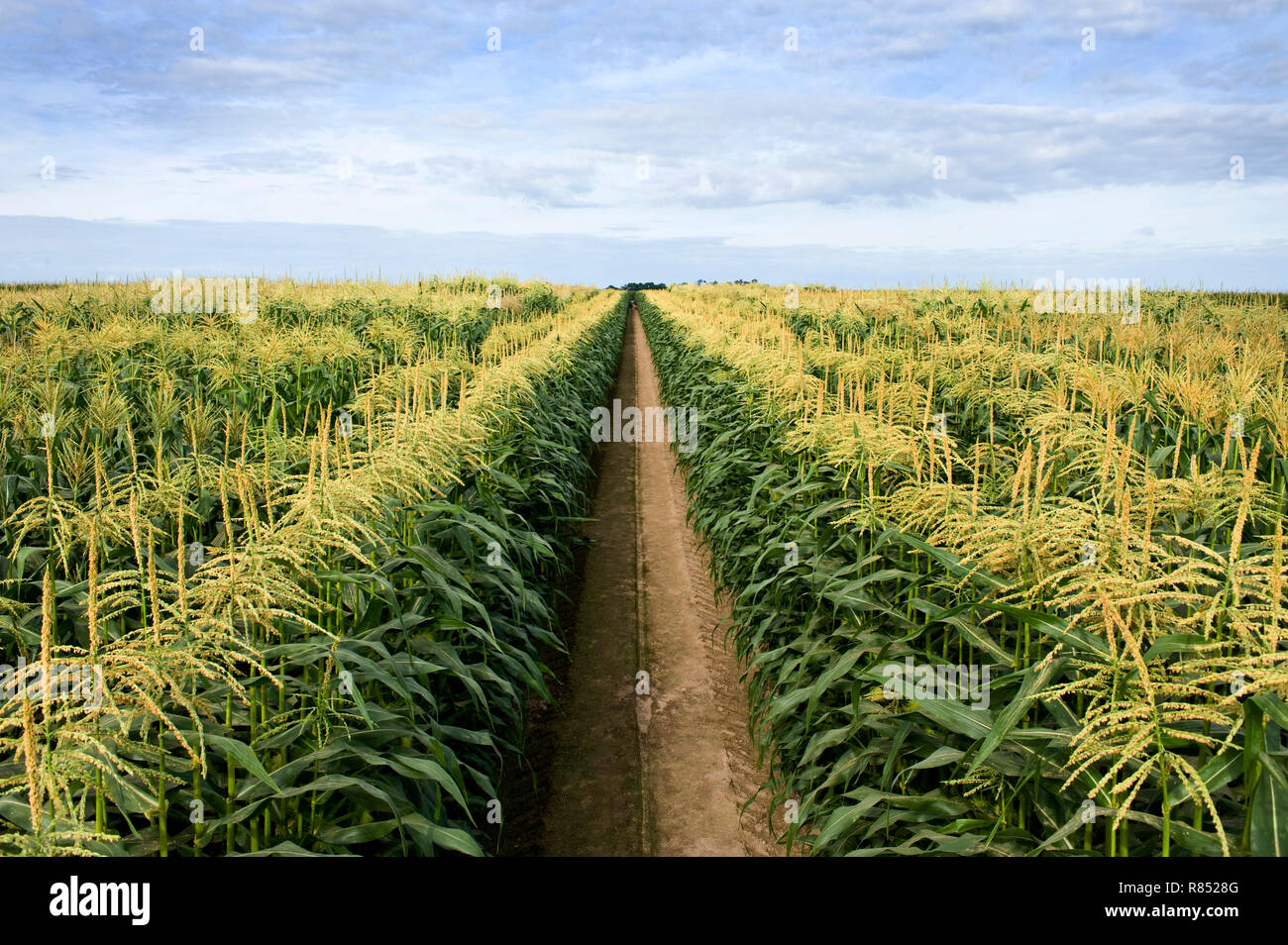Corn cultivation: farmer checking the ripeness of an ear of corn. Genetically modified maize from south-western France Stock Photo