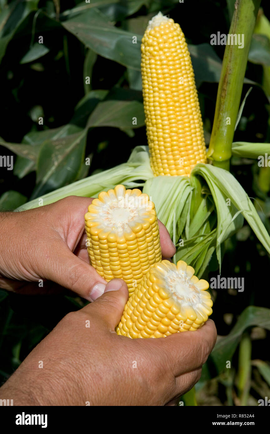 Corn cultivation: farmer checking the ripeness of an ear of corn. Genetically modified maize from south-western France Stock Photo