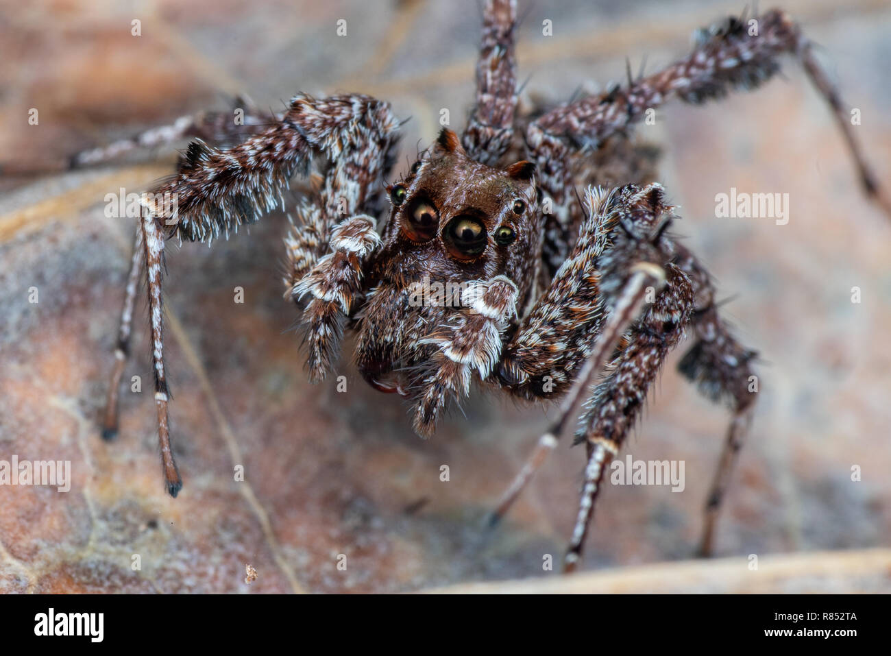 Portia fimbriata, the fringed jumping spider, one of the worlds most intelligent invertebrates, Daintree rainforest, Queensland, Australia Stock Photo