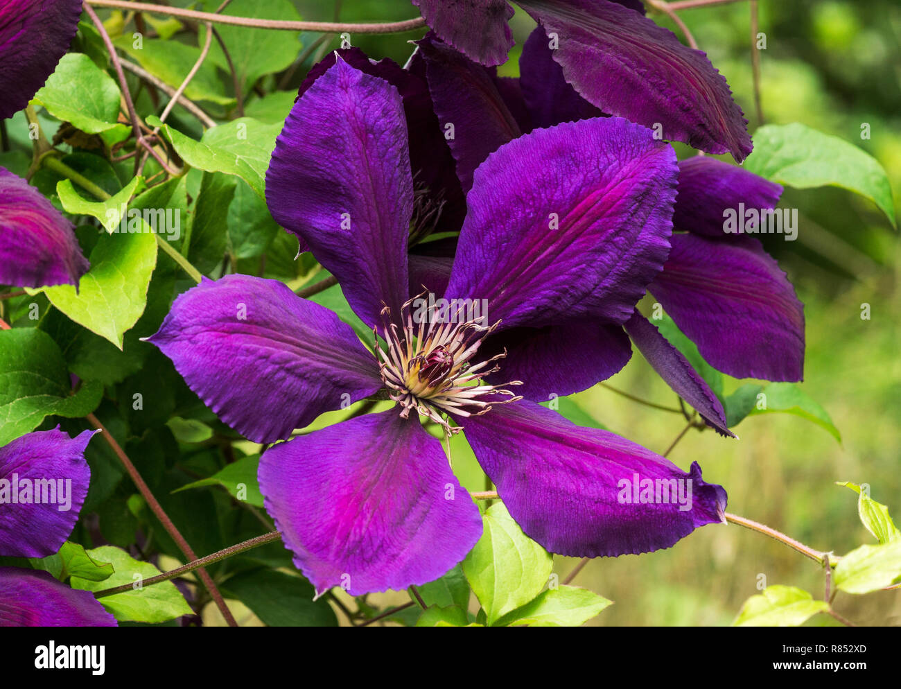 Flower of the deciduous Clematis hybrid cv. Clematis x Jackmanii Superba. A typical single type large flowered clematis. Stock Photo
