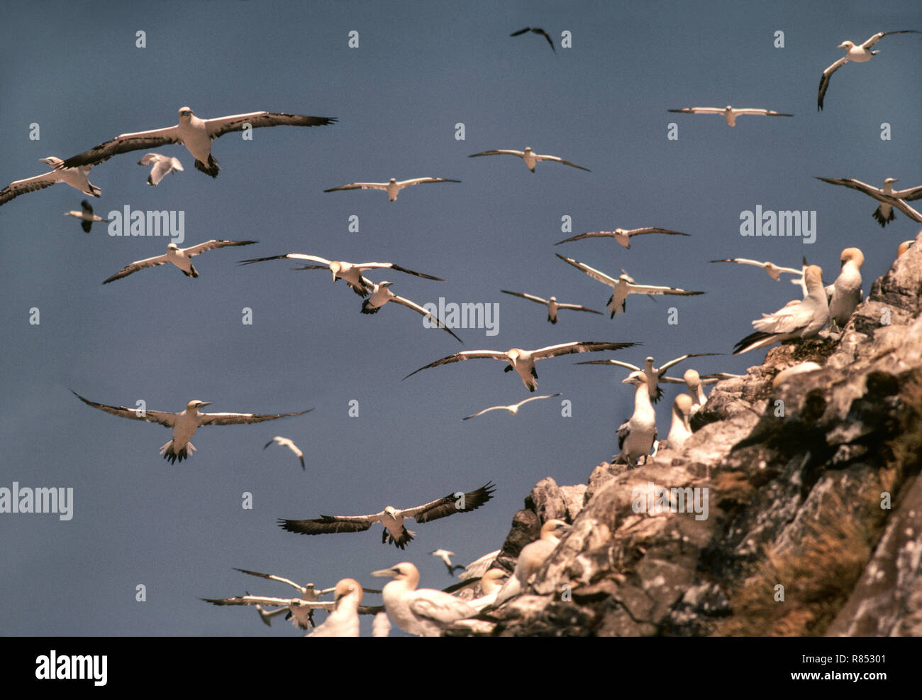 Seabirds;Gannets;(Sula bassanus) Non-breeding birds{The Club }fly around the colony all day. Bass Rock.Off the coast near North Berwick,Scotland Stock Photo