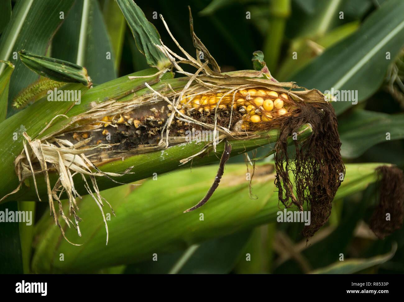 Maize (Zea mays).Corn on the cob or Indian Corn.A lot of maize is being grown around my village at this time.Most is for animal consumption. Stock Photo