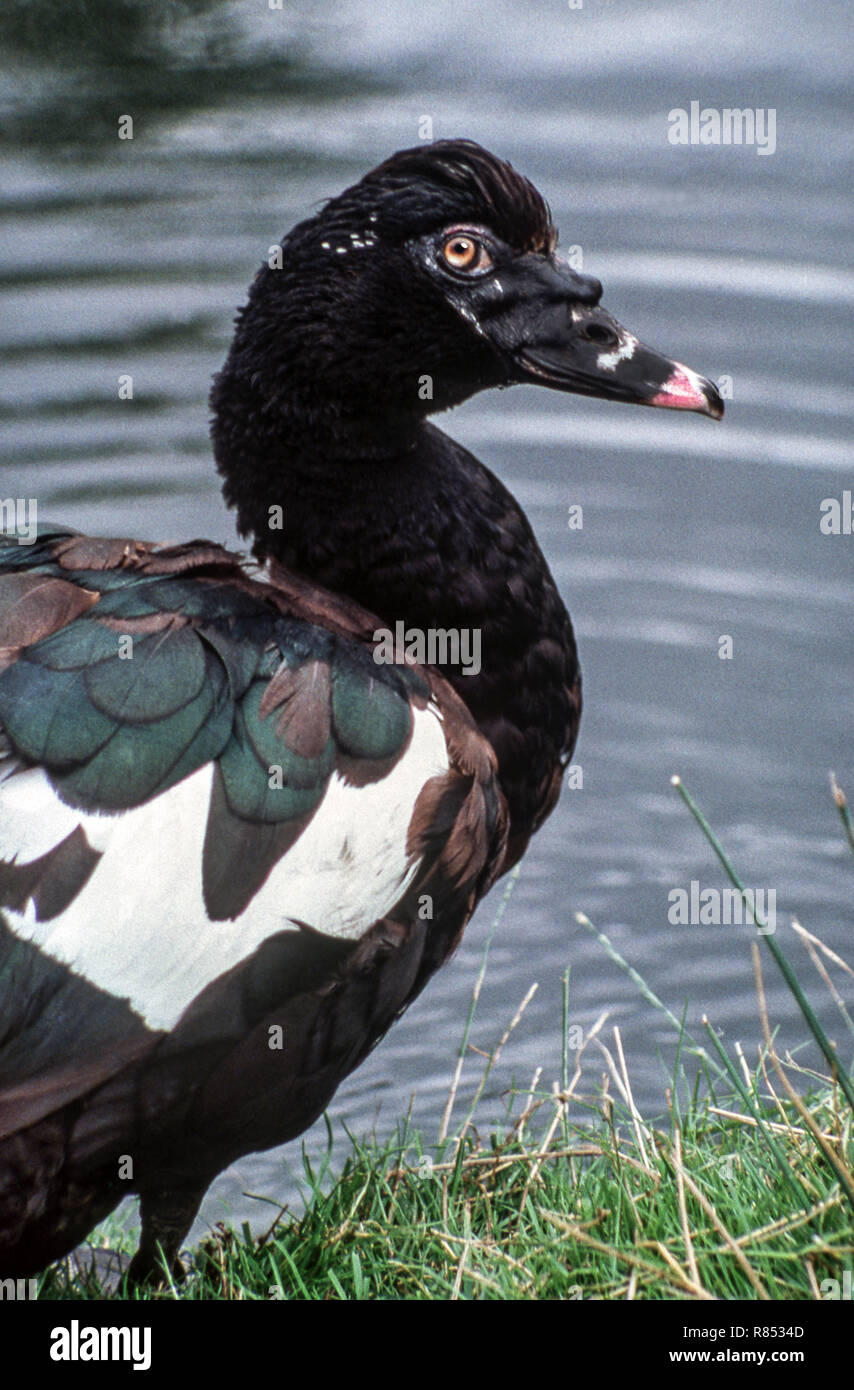 Muscovy Duck (Cairina moschata). This is the wild species of this duck.It was photographed at the Wildfowl Trust at Martin Mere. Stock Photo