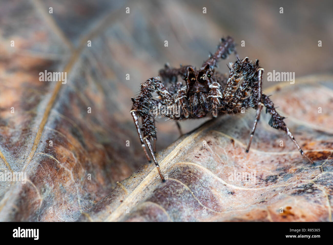Portia fimbriata, the fringed jumping spider, one of the worlds most intelligent invertebrates, Daintree rainforest, Queensland, Australia Stock Photo