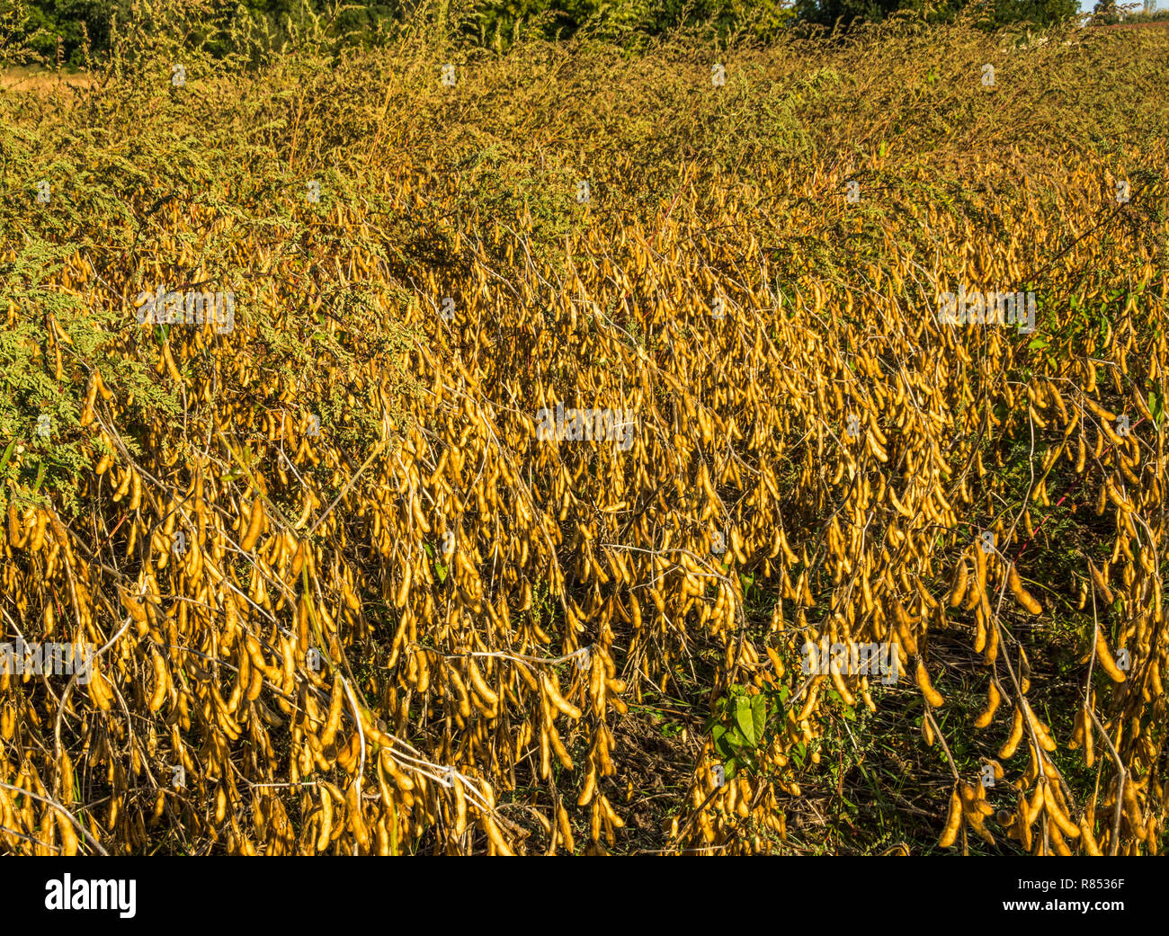 Soya Beans (Glycine max) grown as a farm field crop.Southwest France