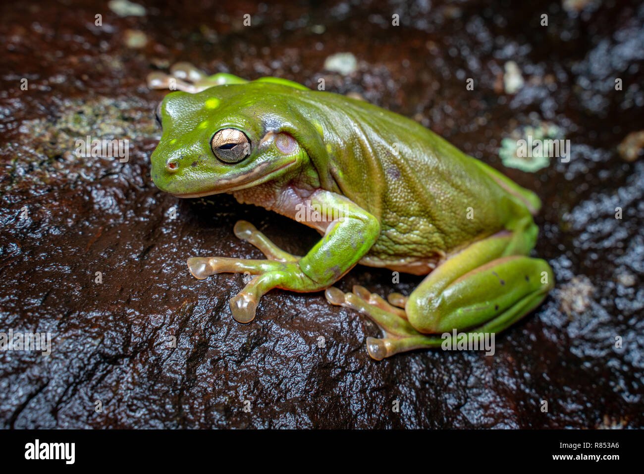 litoria caerulea, the green tree frog, sitting on a dark rock in tropical rain forest, near Cairns, Queensland, Australia Stock Photo