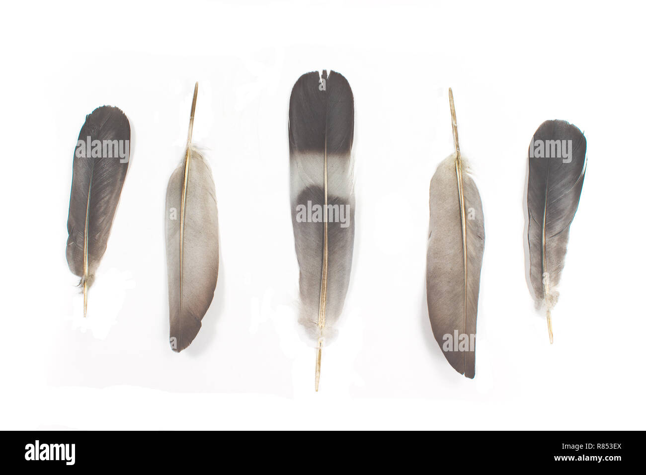 Feathers isolated on white background Stock Photo