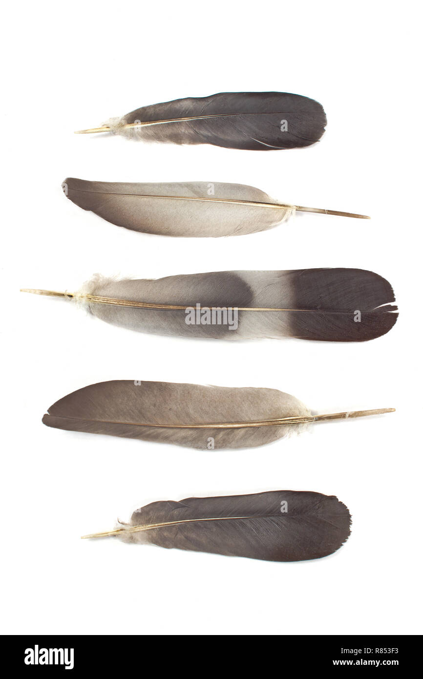 Feathers isolated on white background Stock Photo - Alamy