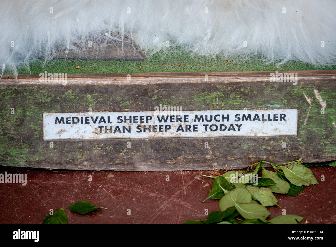 A sign accompanying seep wool informs viewers of the differences in ...
