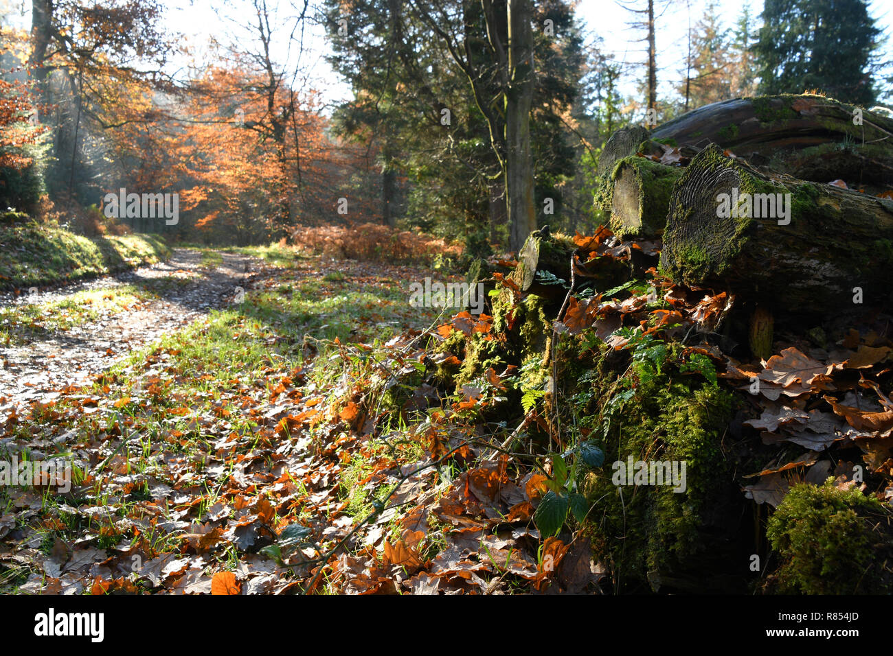 Old logs in a stack lite by autumn sunlight, covered by leaves, ferns and moss. In a mixed woodland in Wiltshire with shafts of sunlight in the backgr Stock Photo