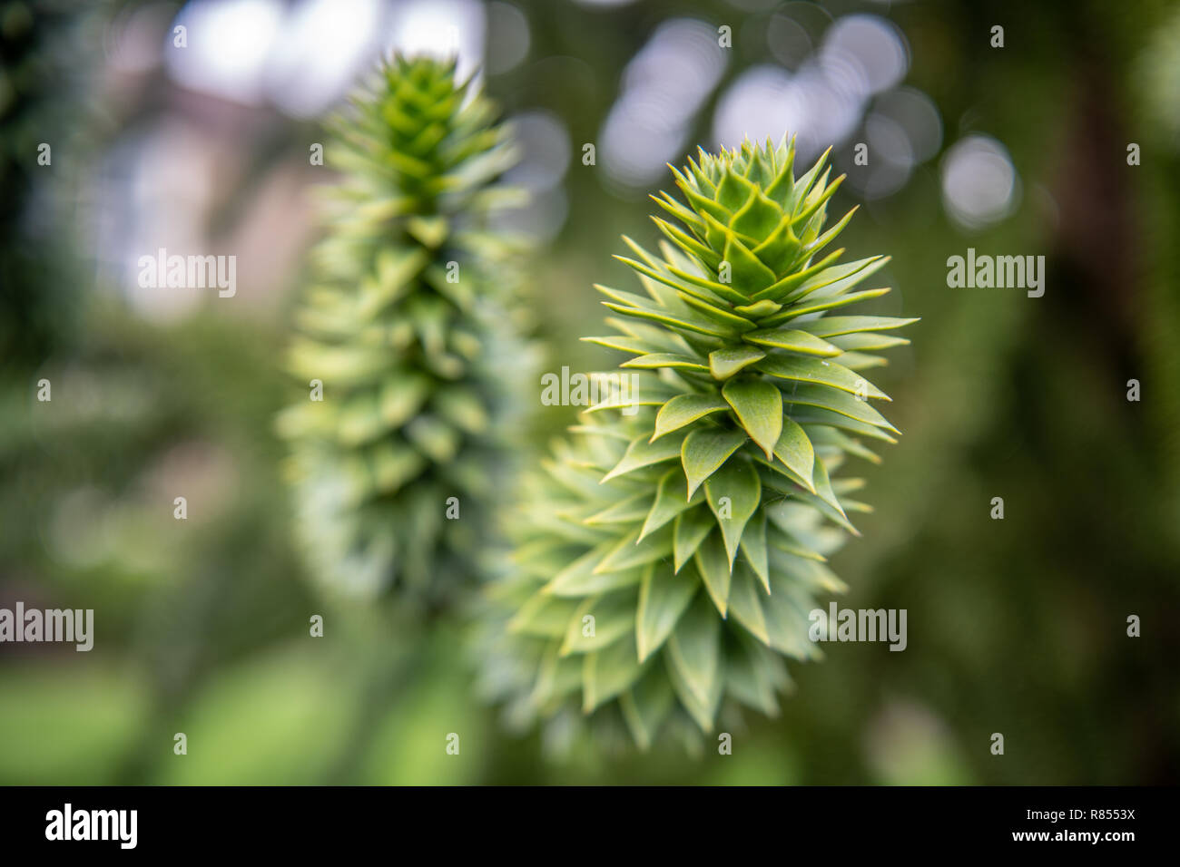 A close up of a monkey ball tree, Richmond, Yorkshire , UK Stock Photo