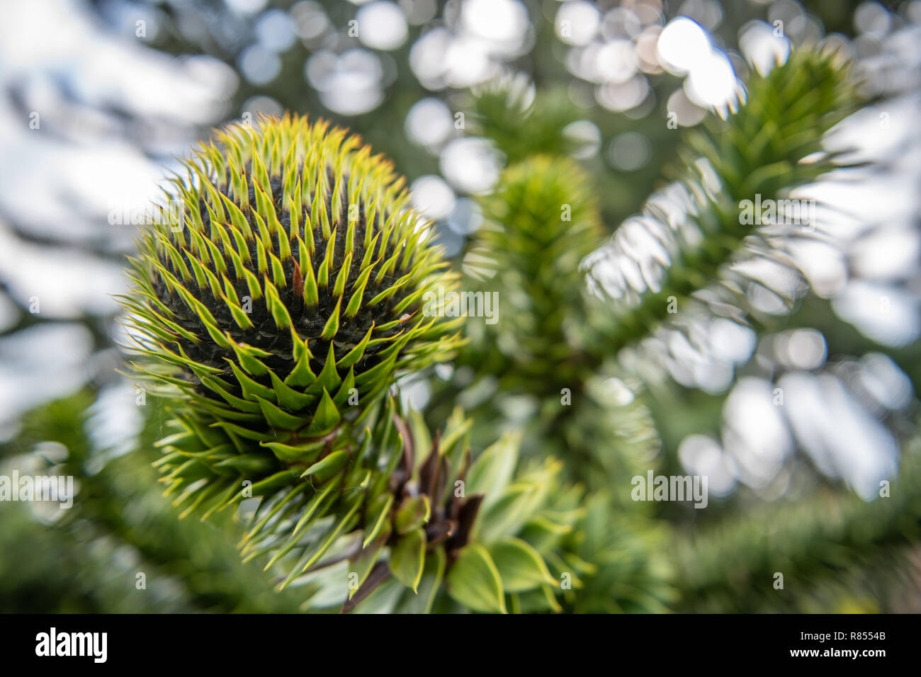 A close up of a monkey puzzle ball tree, Richmond, Yorkshire , UK Stock Photo