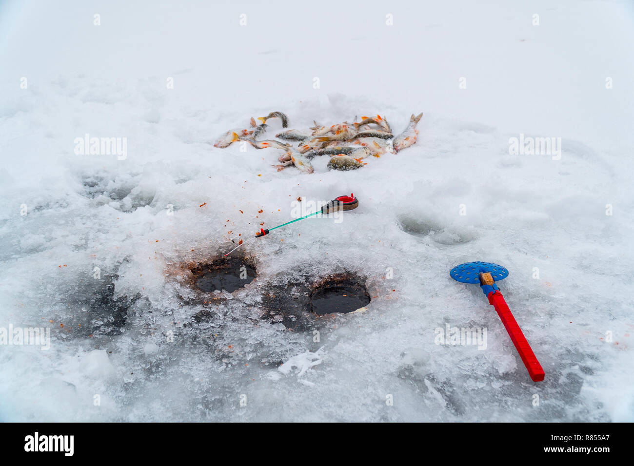 Fishing rod for winter fishing, scoop, holes and fish on ice Stock Photo -  Alamy