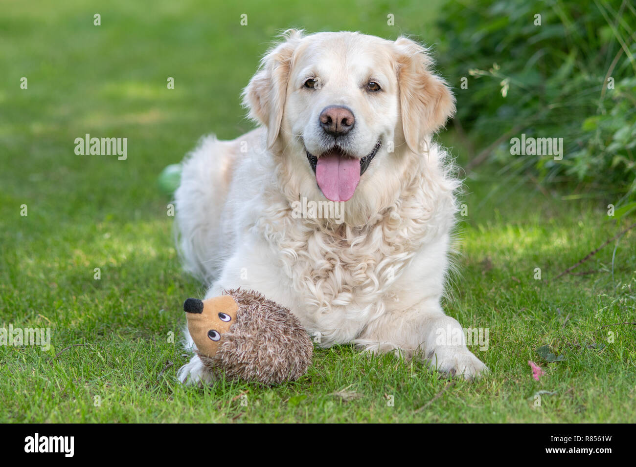Golden retriever chew toys sales