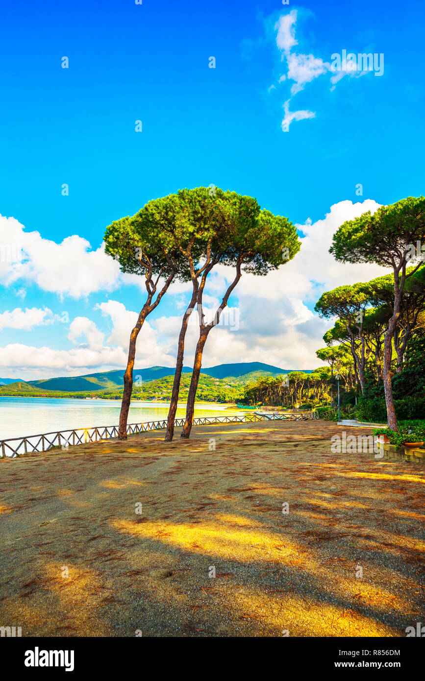 Pine tree group on the beach and sea bay background. Punta Ala, Tuscany, Italy Stock Photo