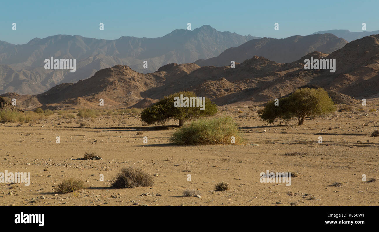 Mountain view with some trees and shrub in Richtersveld arid area