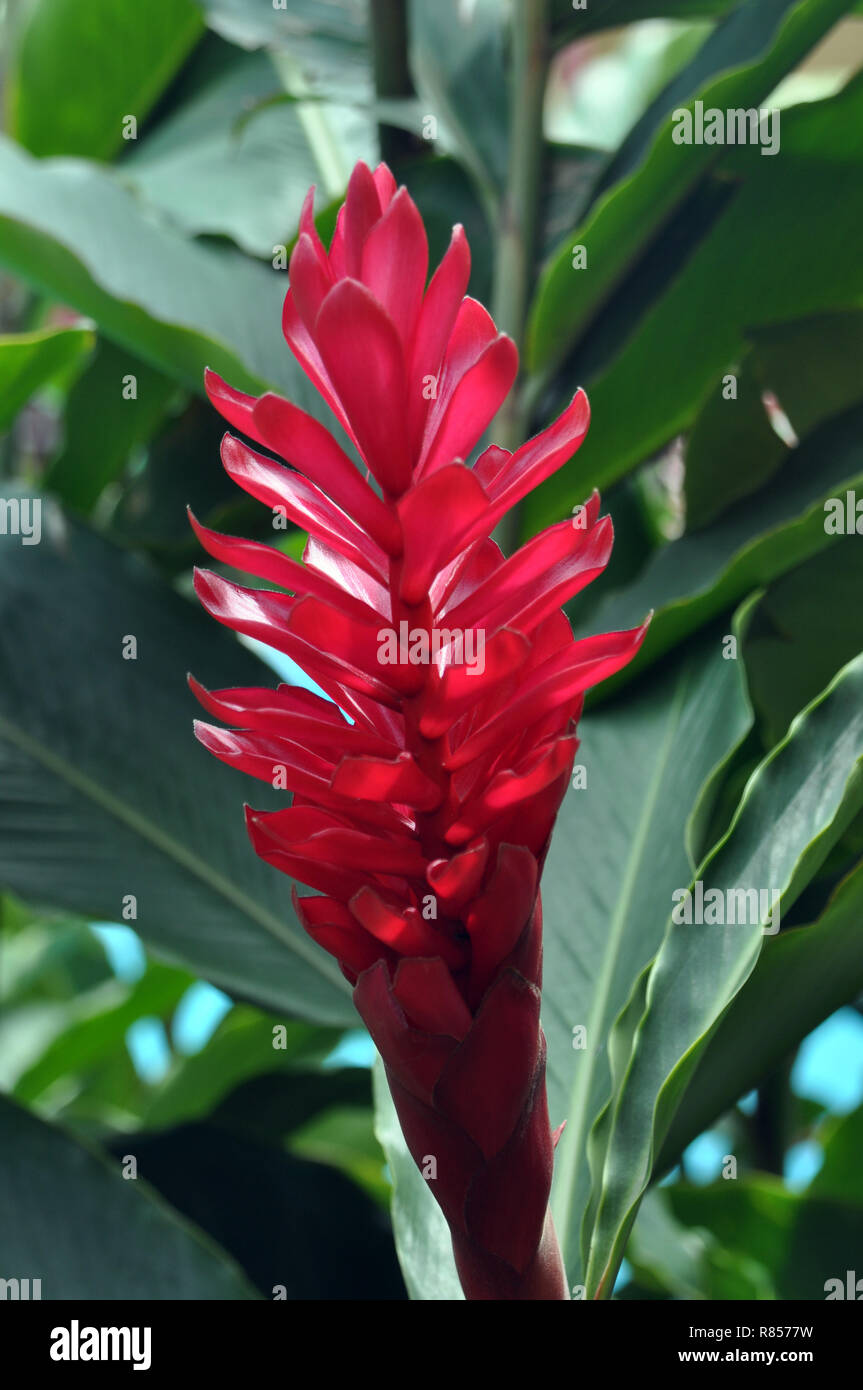 A Closeup of a Red Ginger Flower Stock Photo