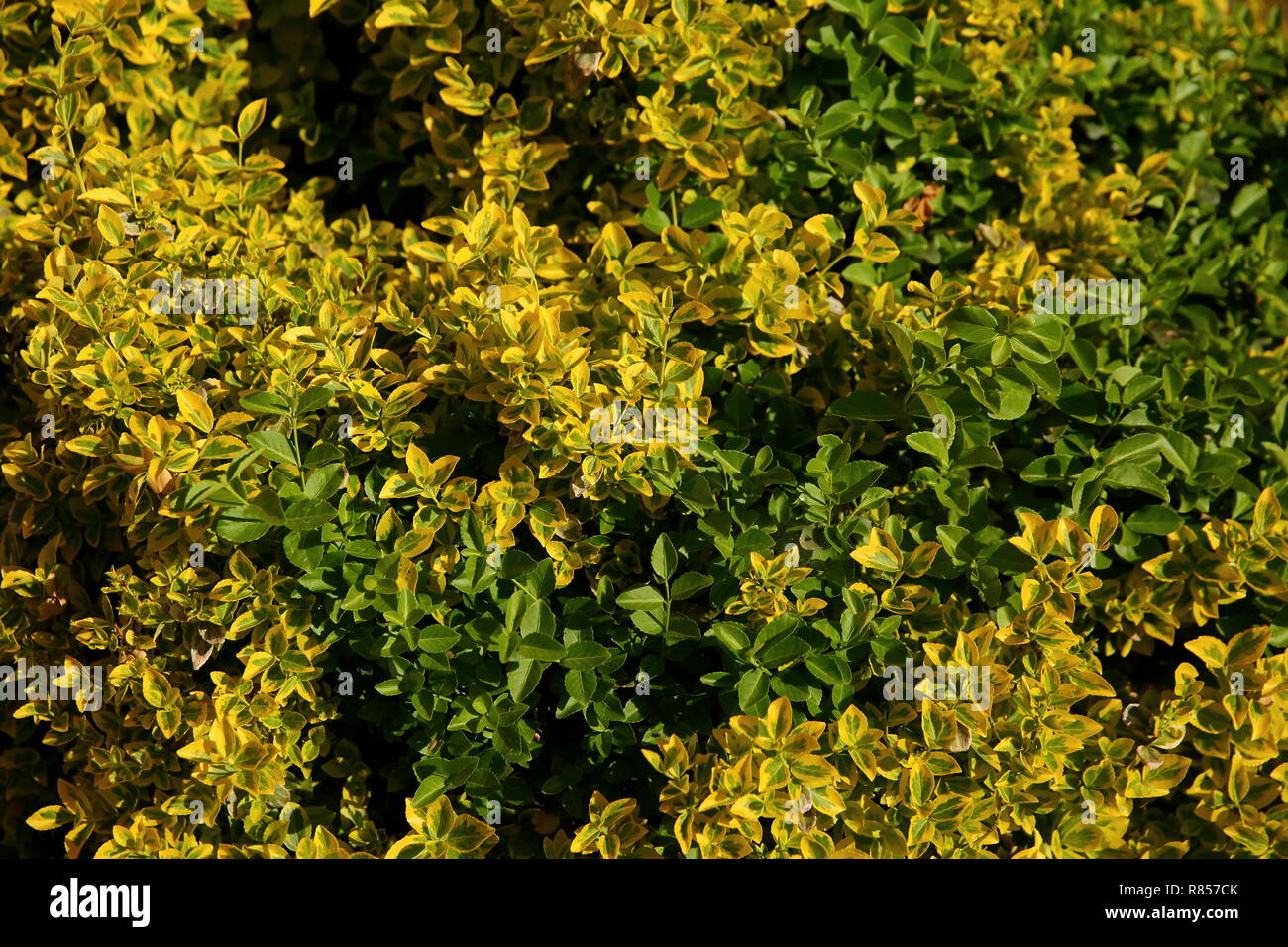 [93+] Euonymus Fortunei Benkomasaki Download Télécharger Unique PhotoPNG